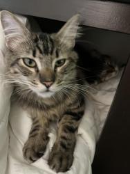 Lost Male Cat last seen Swallowtail drive , Encinitas, CA 92024