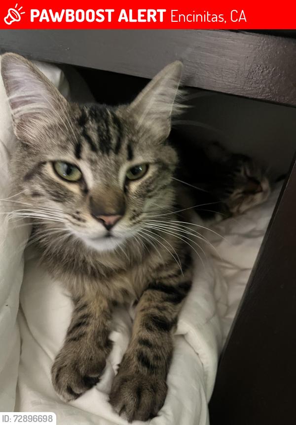 Lost Male Cat last seen Swallowtail drive , Encinitas, CA 92024