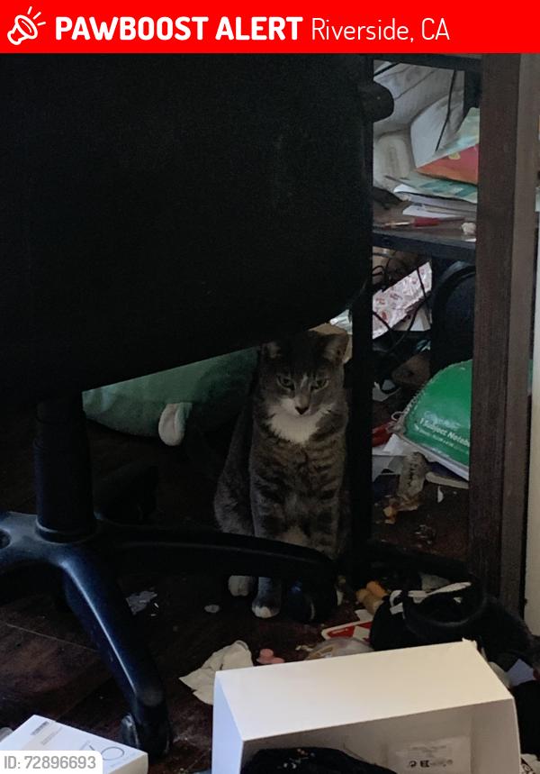 Lost Male Cat last seen Brockton cemetery , Riverside, CA 92501