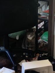 Lost Male Cat last seen Brockton cemetery , Riverside, CA 92501