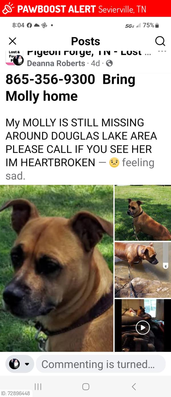 Lost Female Dog last seen At the culdasac/swimming hole at Douglas lake behind cement barrier in the water swimming with a family and kids stated from a witness possibly was taken she's very friendly  and loves people , Sevierville, TN 37876