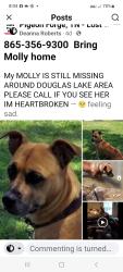 Lost Female Dog last seen At the culdasac/swimming hole at Douglas lake behind cement barrier in the water swimming with a family and kids stated from a witness possibly was taken she's very friendly  and loves people , Sevierville, TN 37876