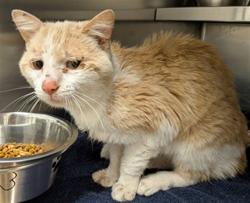 Shelter Stray Male Cat last seen ST CHARLES CO, St. Peters, MO 63376