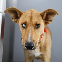 Shelter Stray Male Dog last seen Near BLOCK OF RAYBURN, San Antonio, TX 78227