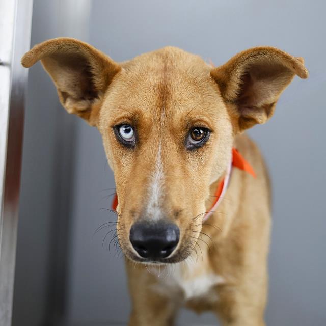 Shelter Stray Male Dog last seen Near BLOCK OF RAYBURN, San Antonio, TX 78227