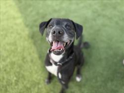 Shelter Stray Male Dog last seen , Los Angeles, CA 90031
