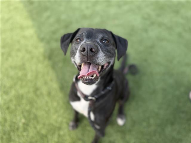 Shelter Stray Male Dog last seen , Los Angeles, CA 90031