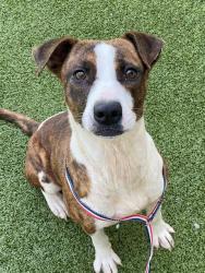 Shelter Stray Female Dog last seen , Fayetteville, NC 28306