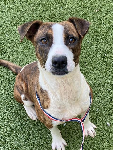 Shelter Stray Female Dog last seen , Fayetteville, NC 28306
