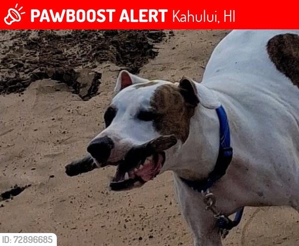 Lost Female Dog last seen Pulehu Rd, just below the dump, in the lemon orchard., Kahului, HI 96732