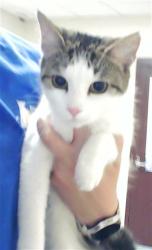 Shelter Stray Female Cat last seen Near BLOCK MATTHEW THOMAS CIR, FAYETTEVILLE NC 28304, Fayetteville, NC 28306