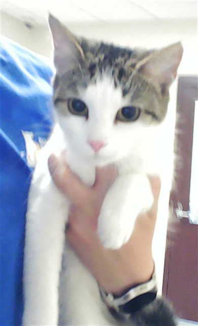 Shelter Stray Female Cat last seen Near BLOCK MATTHEW THOMAS CIR, FAYETTEVILLE NC 28304, Fayetteville, NC 28306