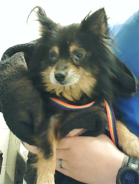 Shelter Stray Male Dog last seen Near BLOCK CHICAGO DR, FAYETTEVILLE NC 28306, Fayetteville, NC 28306