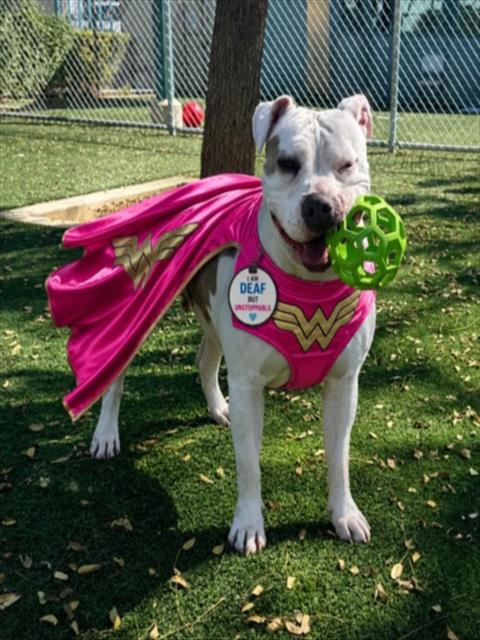 Shelter Stray Female Dog last seen , Chatsworth, CA 91311