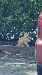 Found/Stray Unknown Cat last seen At mcclellan commissary , McClellan Park, CA 95660