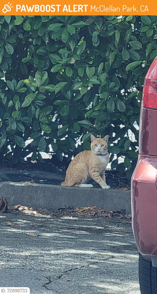 Found/Stray Unknown Cat last seen At mcclellan commissary , McClellan Park, CA 95660