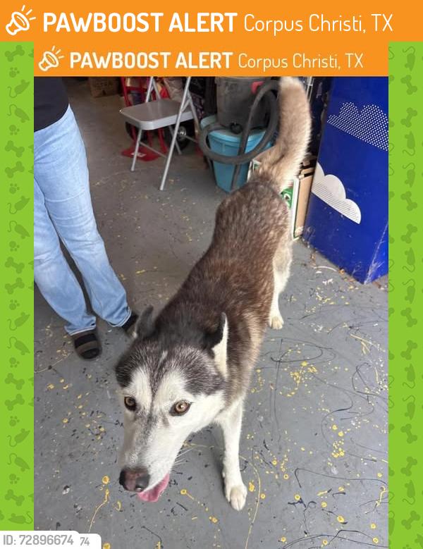 Found/Stray Male Dog last seen Near Nancy, Corpus Christi, TX 78412