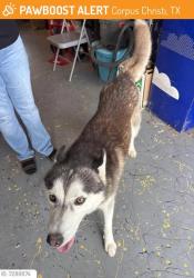 Found/Stray Male Dog last seen Near Nancy, Corpus Christi, TX 78412