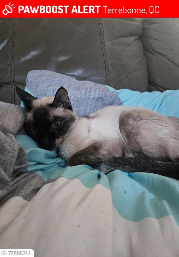 Lost Female Cat last seen Terrebonne , Terrebonne, QC 