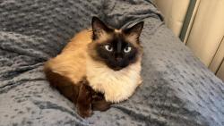 Lost Female Cat last seen Near Larnard Street, Potsdam, NY 13676