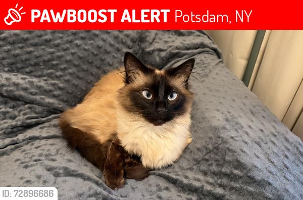 Lost Female Cat last seen Near Larnard Street, Potsdam, NY 13676