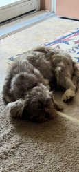 Found/Stray Male Dog last seen 1.1 miles from Kanis Rd. down Aldersgate Rd., Little Rock, AR 72205