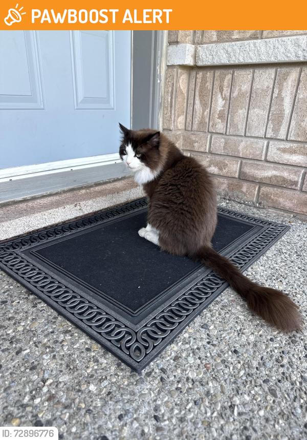 Found/Stray Unknown Cat last seen Derry and McLaughlin Road, Mississauga, ON L5W 0C3