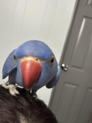 Lost Male Bird last seen Struve rd , Moss Landing, CA 95039