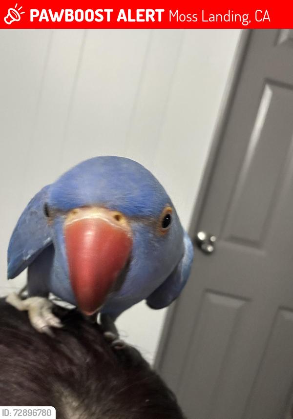 Lost Male Bird last seen Struve rd, Moss Landing, CA 95039