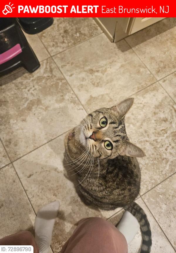 Lost Female Cat last seen Timber road East Brunswick, East Brunswick, NJ 08816