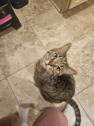 Lost Female Cat last seen Timber road East Brunswick, East Brunswick, NJ 08816