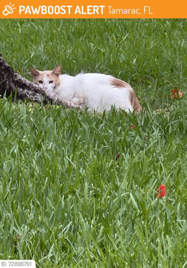 Found/Stray Unknown Cat last seen Bailey Road and NW 61 St., Tamarac, FL 33319