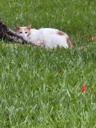 Found/Stray Unknown Cat last seen Bailey Road and NW 61 St., Tamarac, FL 33319