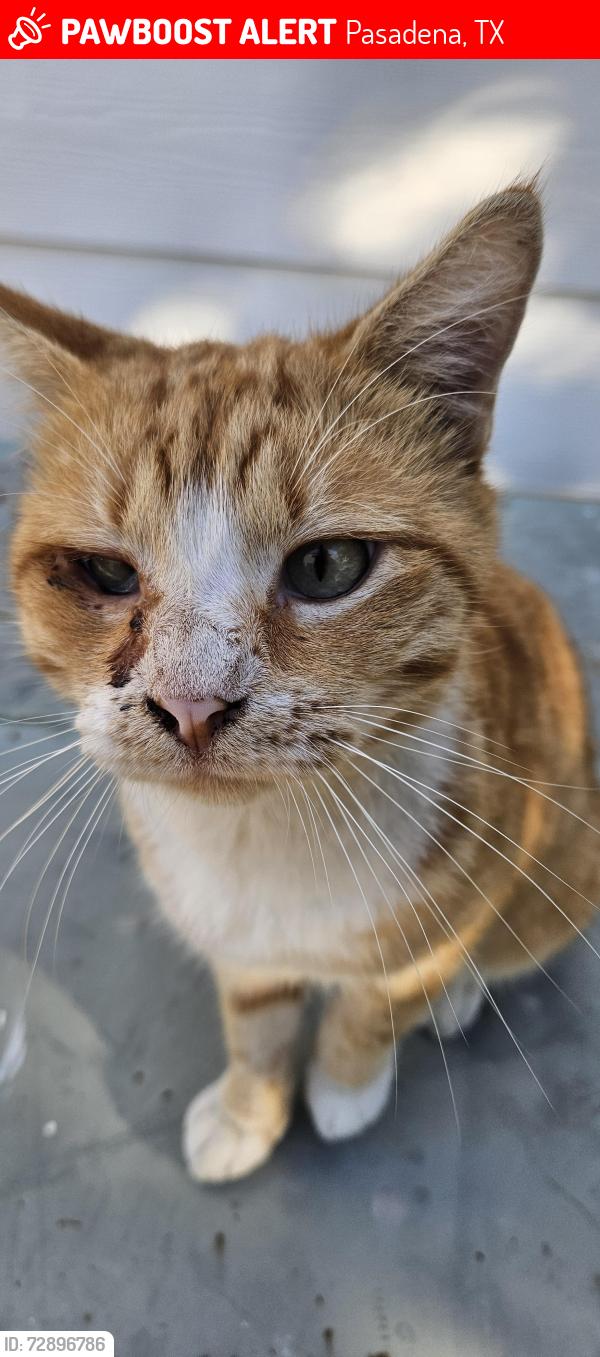 Lost Male Cat last seen Burke/Spencer, Pasadena, TX 77504