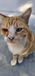 Lost Male Cat last seen Burke/Spencer, Pasadena, TX 77504