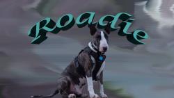 Lost Male Dog last seen Hanks Street and Robertson Marshal Texas, Marshall, TX 75670