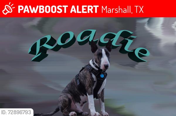 Lost Male Dog last seen Hanks Street and Robertson Marshal Texas, Marshall, TX 75670