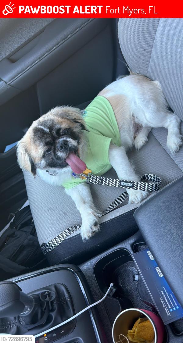 Lost Male Dog last seen Near Tilbor Cir , Fort Myers, FL 33916