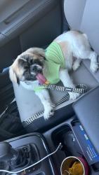 Lost Male Dog last seen Near Tilbor Cir , Fort Myers, FL 33916