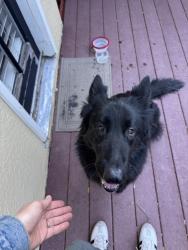 Reunited Female Dog last seen St. James and Park Blvd, Piedmont, CA 94611