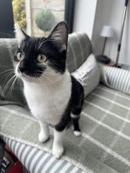 Reunited Female Cat last seen Horncastle Road, Greater Manchester, England M40 5QA