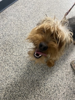Shelter Stray Male Dog last seen New Bern, NC 28562, New Bern, NC 28562