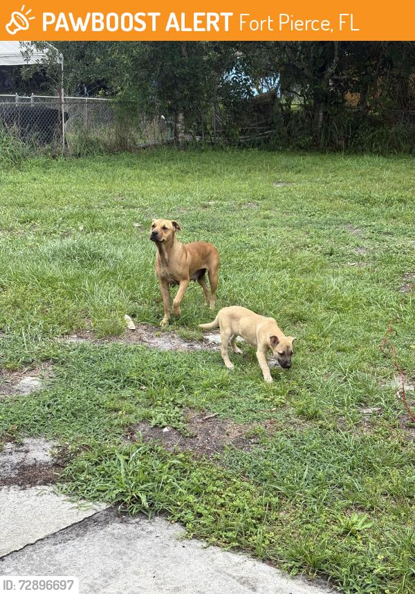 Found/Stray Female Dog last seen n 41st st , Fort Pierce, FL 34947