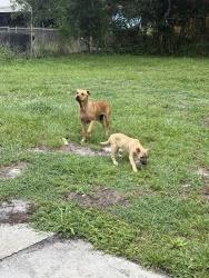 Found/Stray Female Dog last seen n 41st st , Fort Pierce, FL 34947