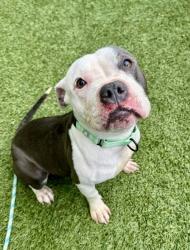 Shelter Stray Female Dog last seen Near Erdman Ave, 21213, MD, Baltimore, MD 21230