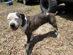 Found/Stray Female Dog last seen 44/437, Eustis, FL 32736