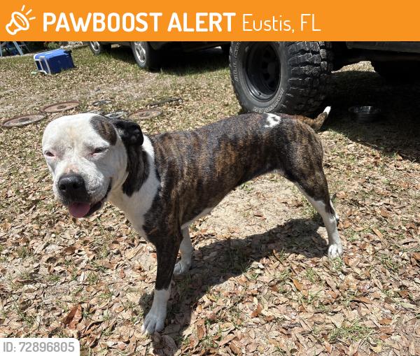 Found/Stray Female Dog last seen 44/437, Eustis, FL 32736