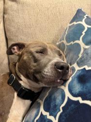 Shelter Stray Female Dog last seen Near Woodham Way SE Atlanta, 30316, 30316, GA, Atlanta, GA 30341