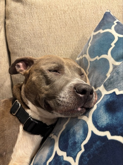 Shelter Stray Female Dog last seen Near Woodham Way SE Atlanta, 30316, 30316, GA, Atlanta, GA 30341