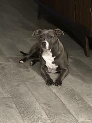 Reunited Female Dog last seen Near Cummings , Alvarado, TX 76009